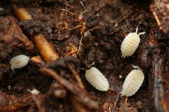 Platyarthrus hoffmannseggii