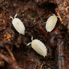 Platyarthrus hoffmannseggii