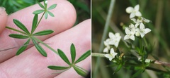 Galium aparine