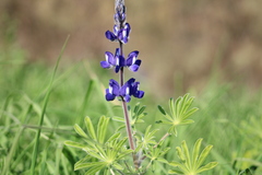Lupinus pilosus