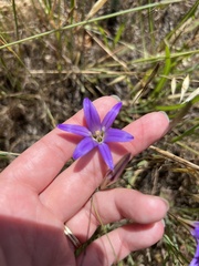 Brodiaea