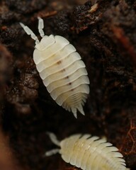 Platyarthrus hoffmannseggii