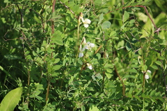 Vicia hybrida