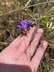 Brodiaea