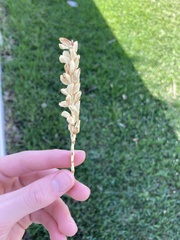 Zeuxine strateumatica