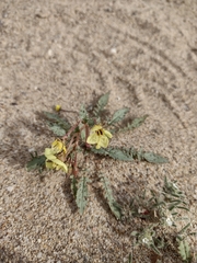 Chylismia claviformis