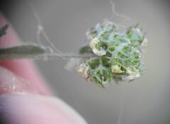 Medicago coronata