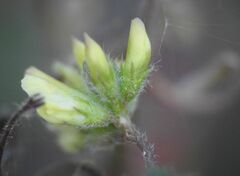 Medicago coronata