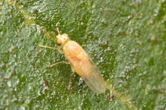 Chyromyidae