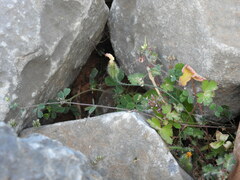Medicago coronata