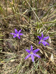 Brodiaea
