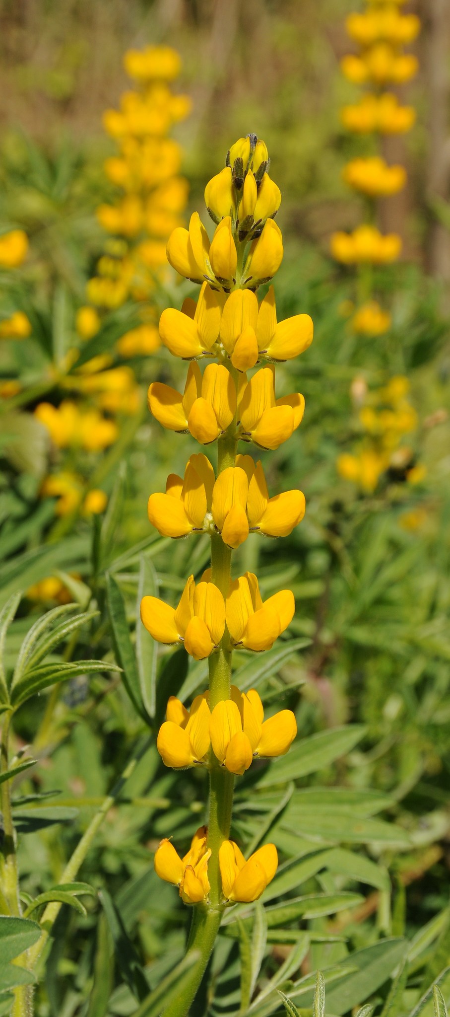 Lupinus luteus