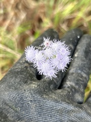 Ageratum houstonianum