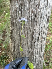 Ageratum houstonianum