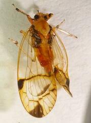 Hesticus