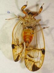 Hesticus