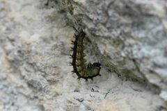 Aglais urticae