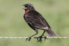 Leistes militaris