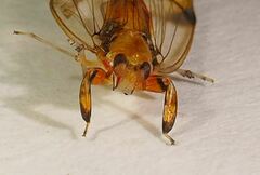 Hesticus