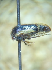 Smiliinae