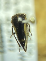 Smiliinae