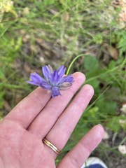 Dichelostemma
