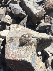 Maoricicada mangu mangu