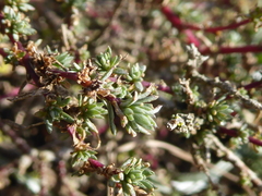 Camphorosma monspeliaca