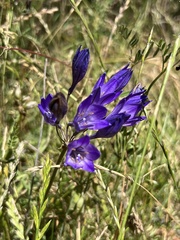 Triteleia