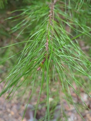 Pinus glabra