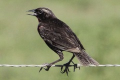 Leistes militaris