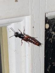 Hesperus baltimorensis