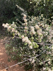 Ceanothus crassifolius