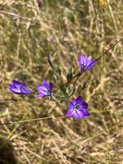 Triteleia laxa