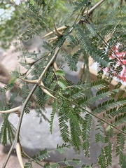 Vachellia cornigera