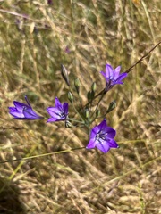 Triteleia laxa