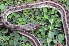 Amphiesma stolatum