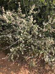 Ceanothus crassifolius