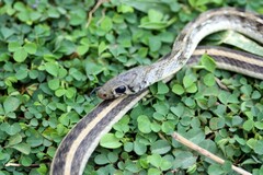 Amphiesma stolatum