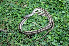Amphiesma stolatum