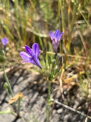 Triteleia laxa
