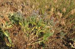 Teucrium parviflorum