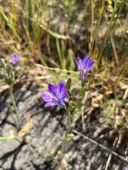 Triteleia laxa