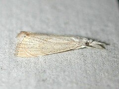 Haimbachia placidellus