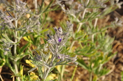 Teucrium parviflorum