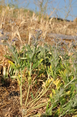Teucrium parviflorum