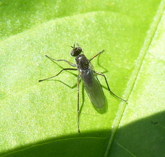 Dolichopodidae