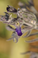 Teucrium parviflorum