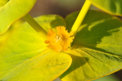 Euphorbia macroclada
