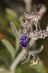 Teucrium parviflorum